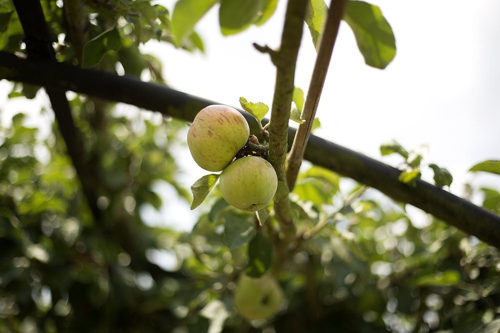 Apple Arch