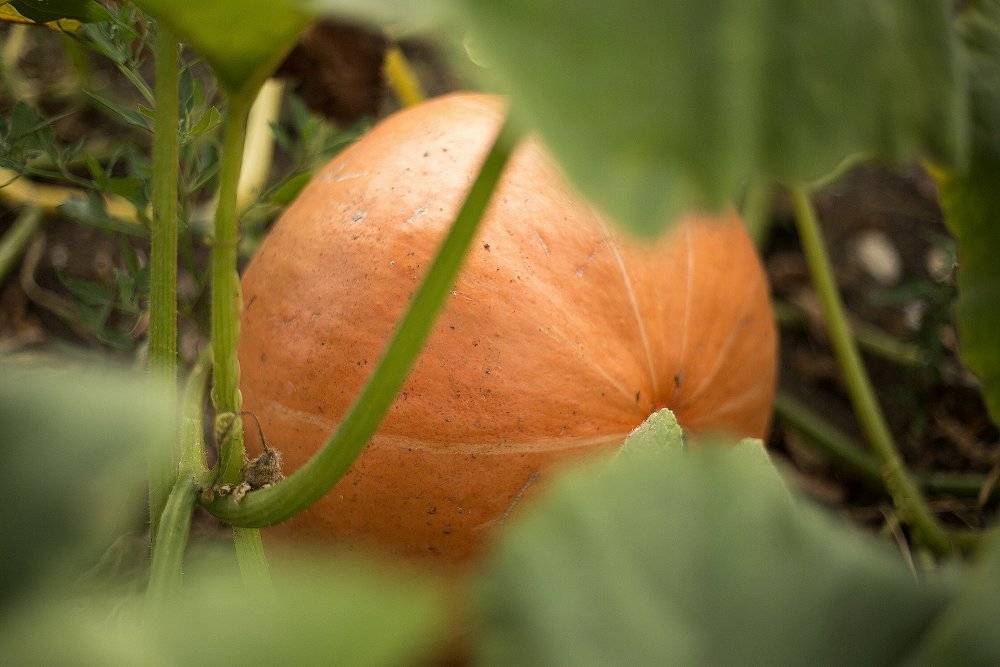 Pumpkin