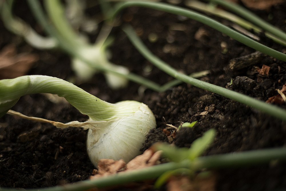 Kitchen Garden Produce