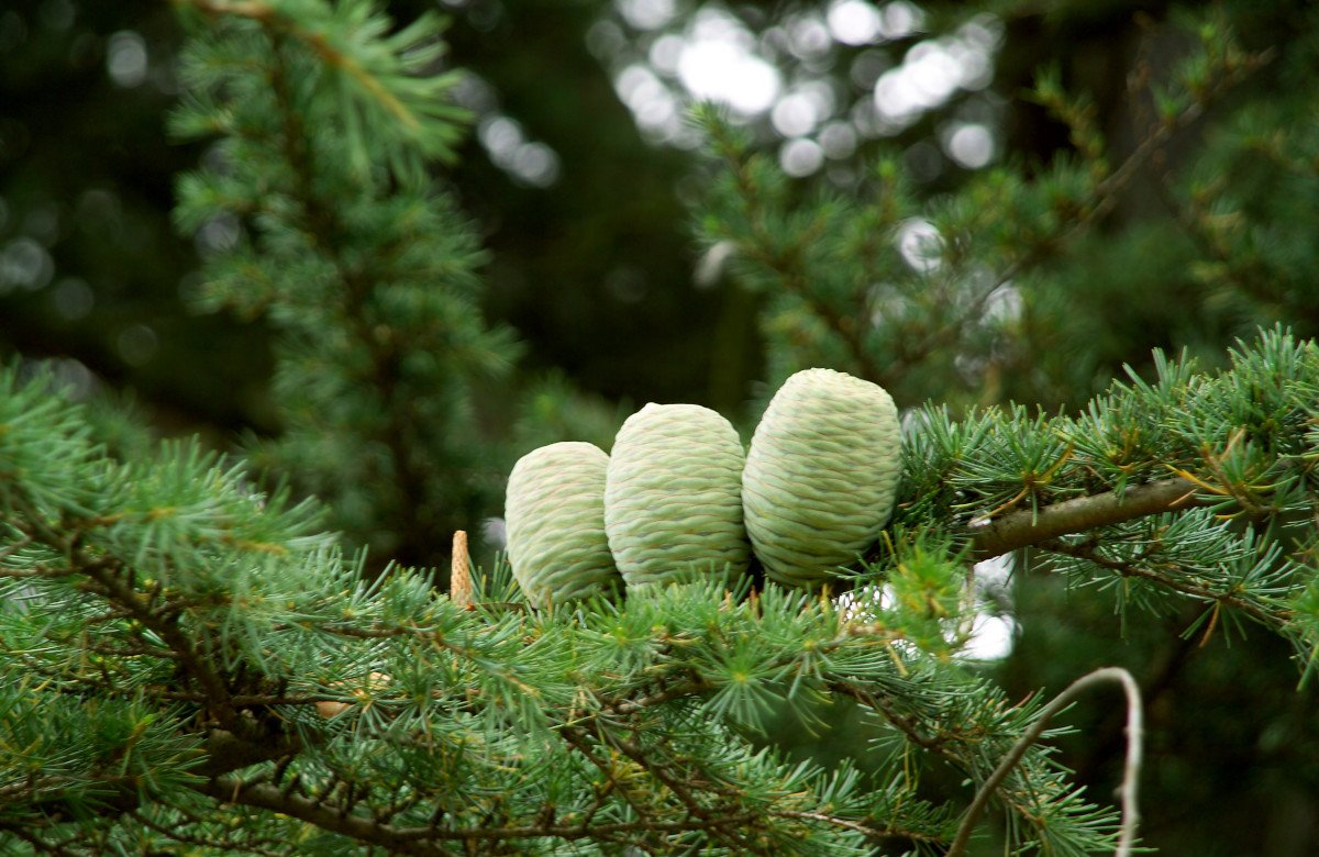 Pinetum
