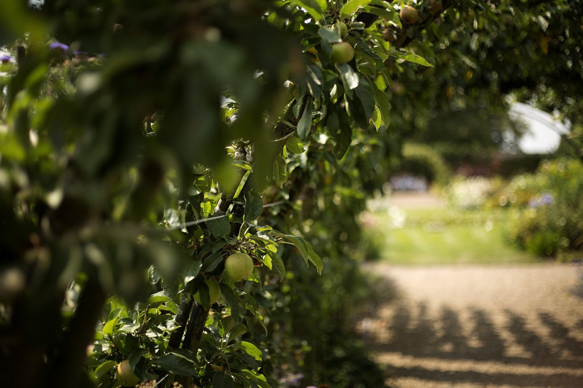 Apple Arch
