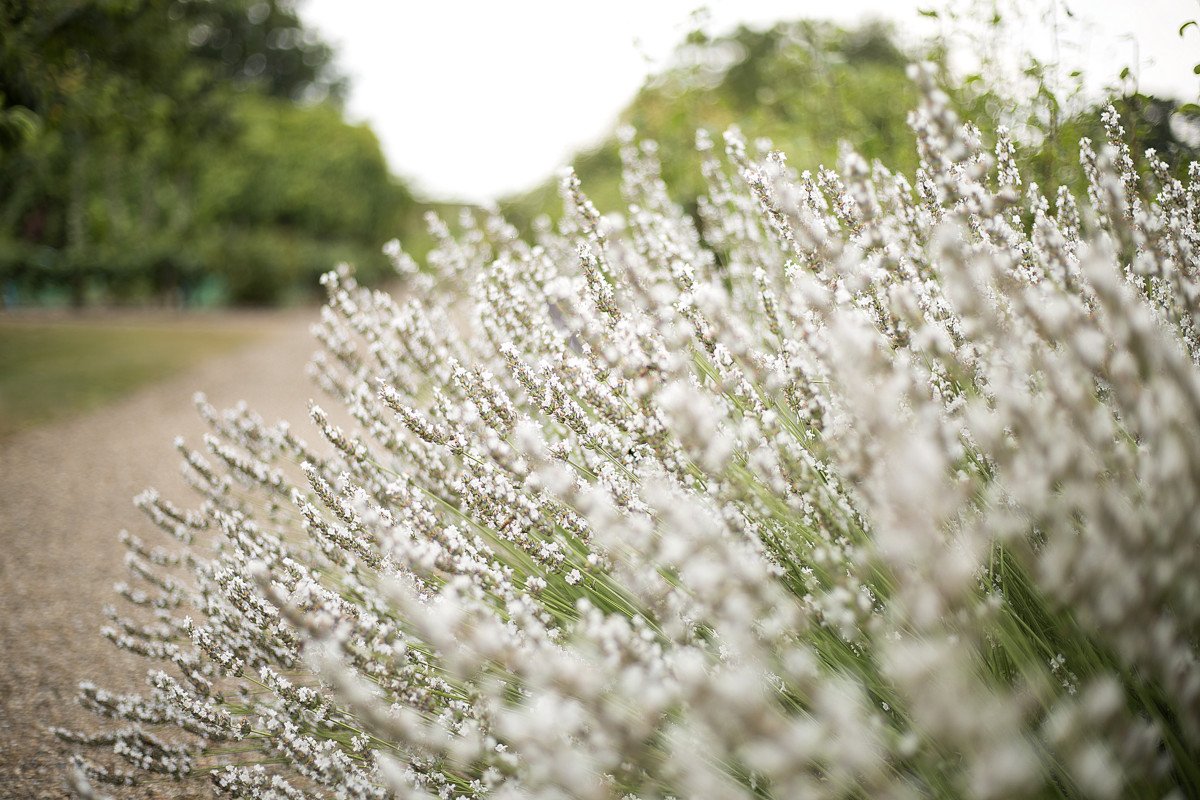 Kitchen Garden White Lavender
