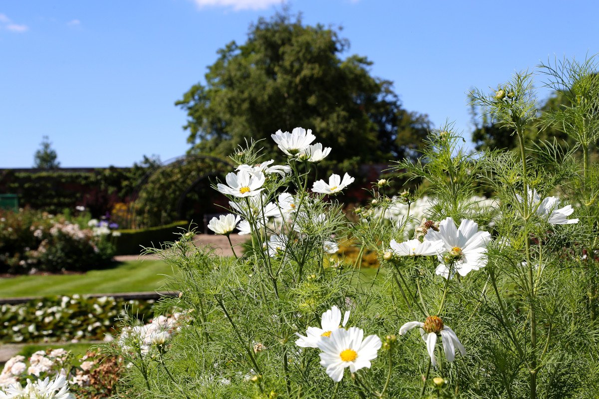 Kitchen Gardens Cosmos