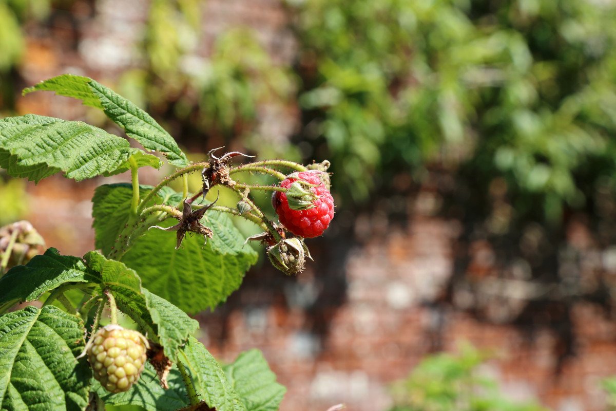 Kitchen Garden Produce