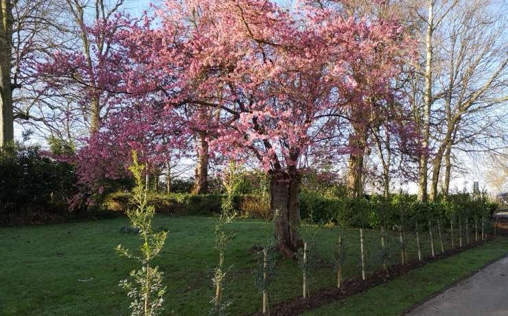 Bursting into Spring!