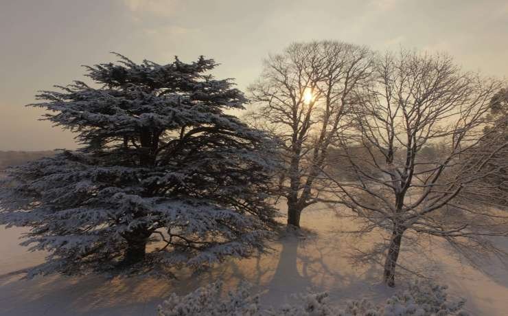 Belmont in the Snow
