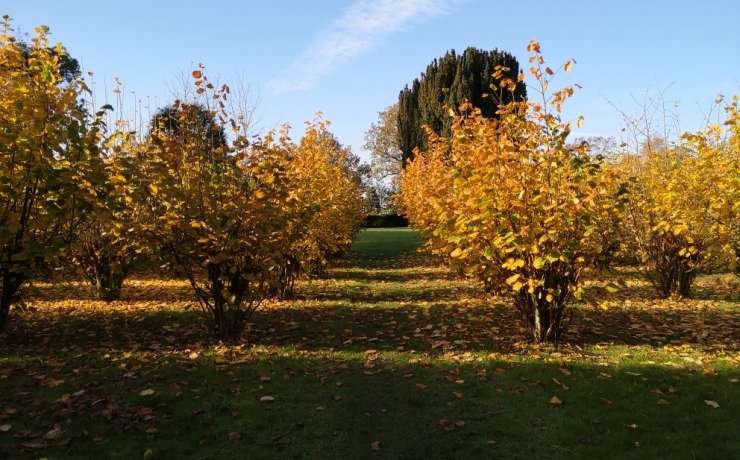 Autumn at Belmont