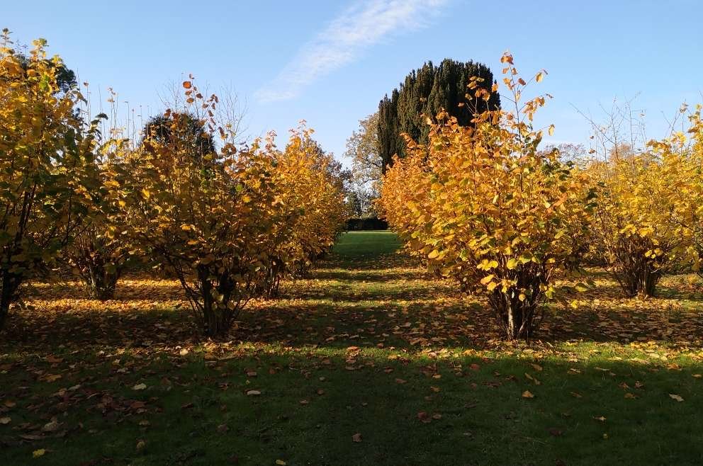 Autumn at Belmont