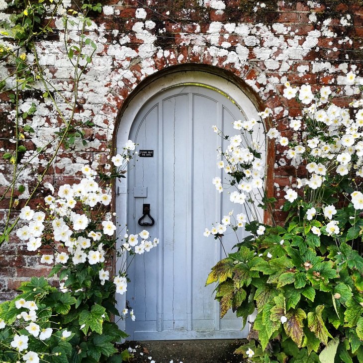 Walled Garden Anemones