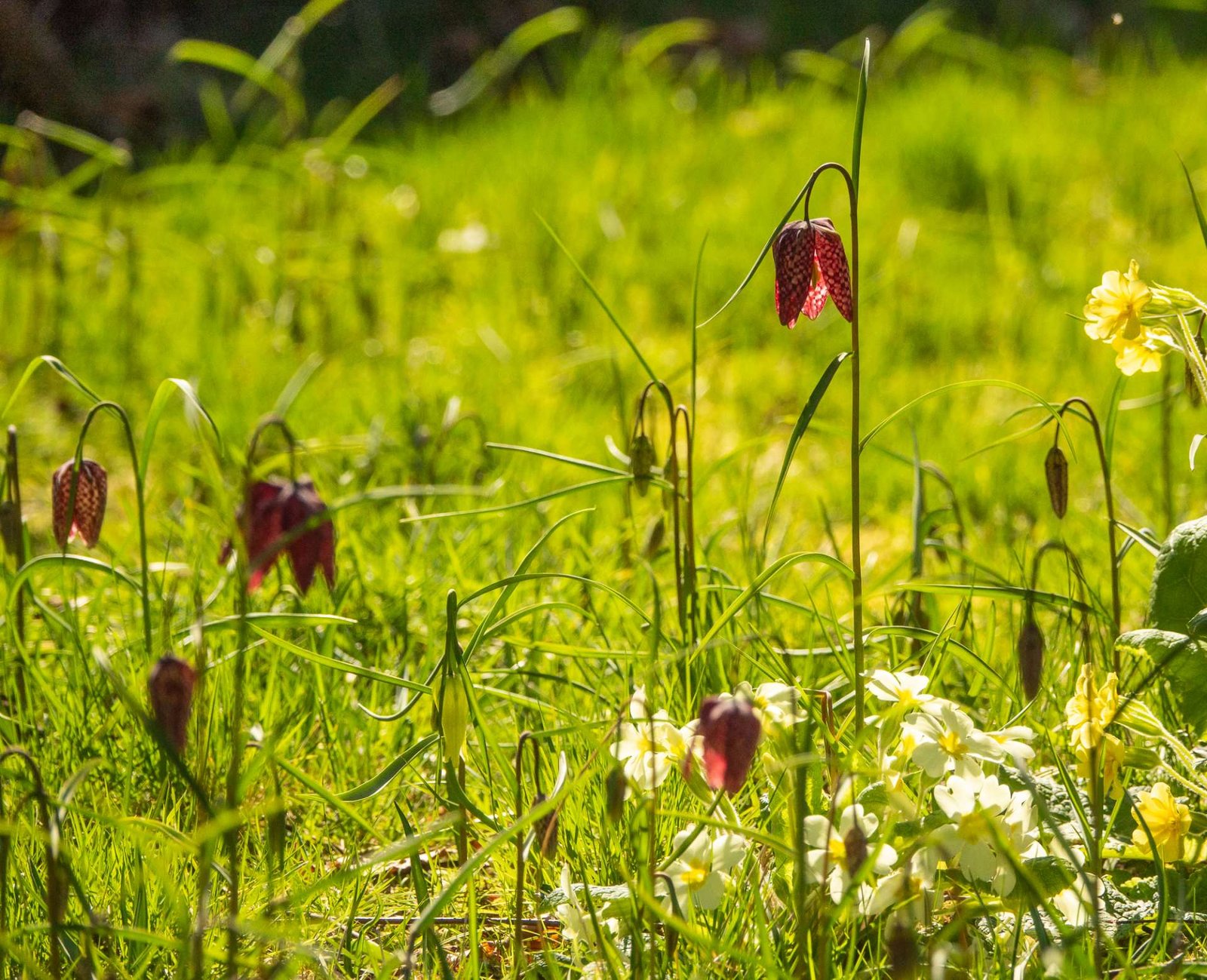 Spring Flowers Nuttery