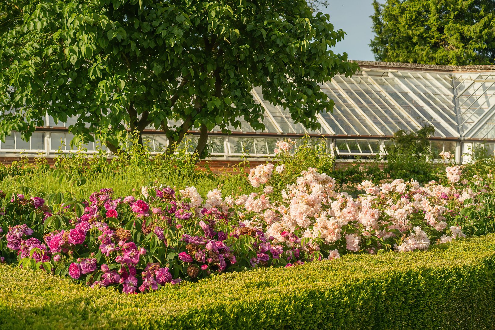Kitchen Garden
