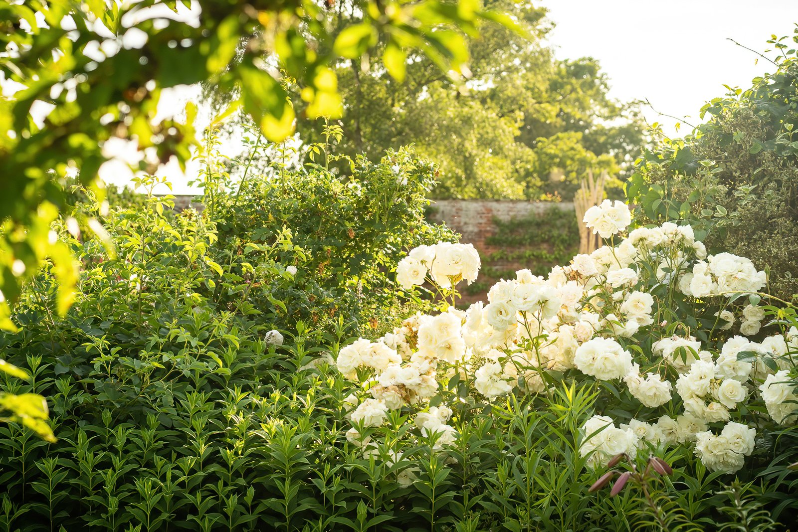 Kitchen Garden Roses