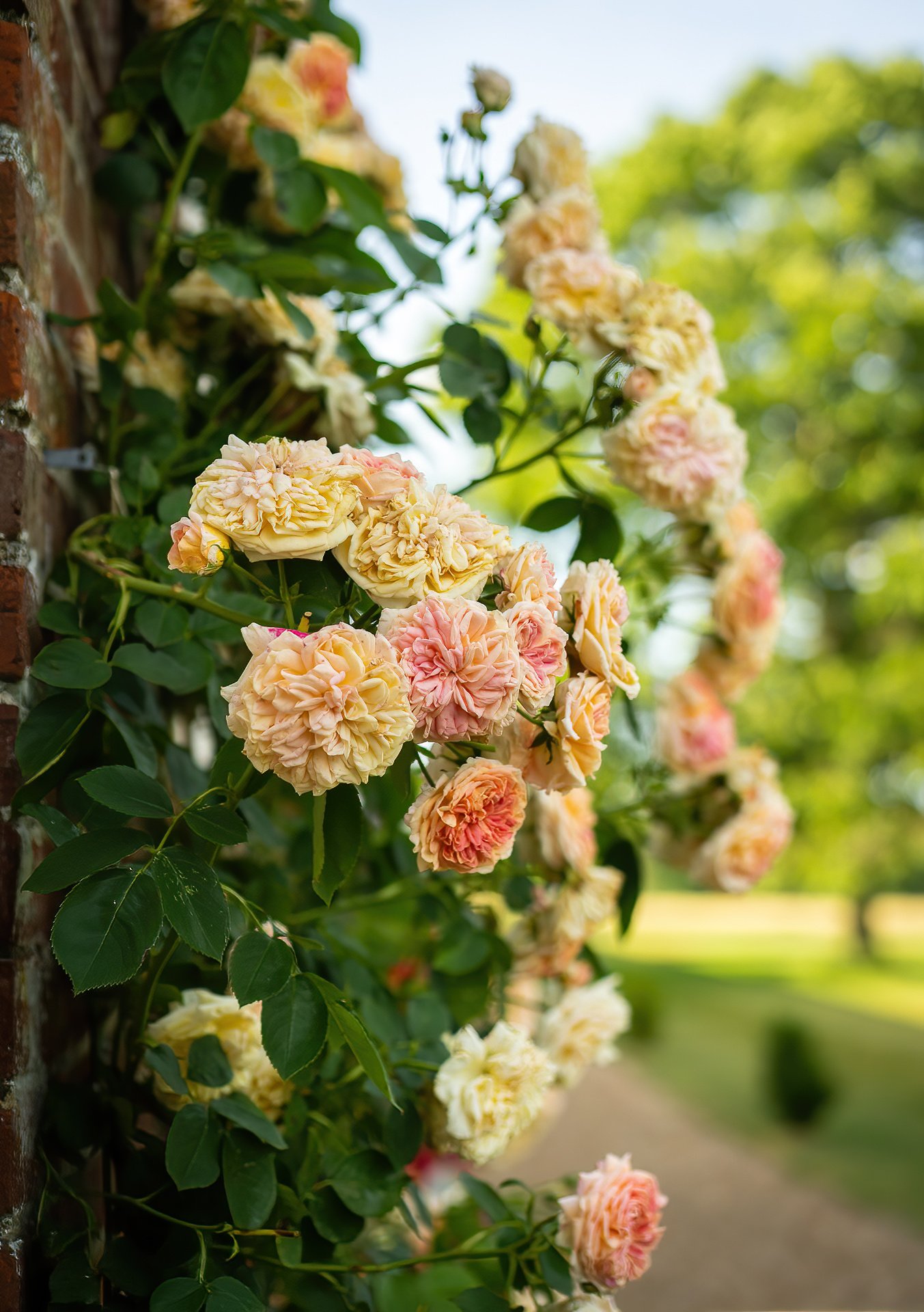 Roses