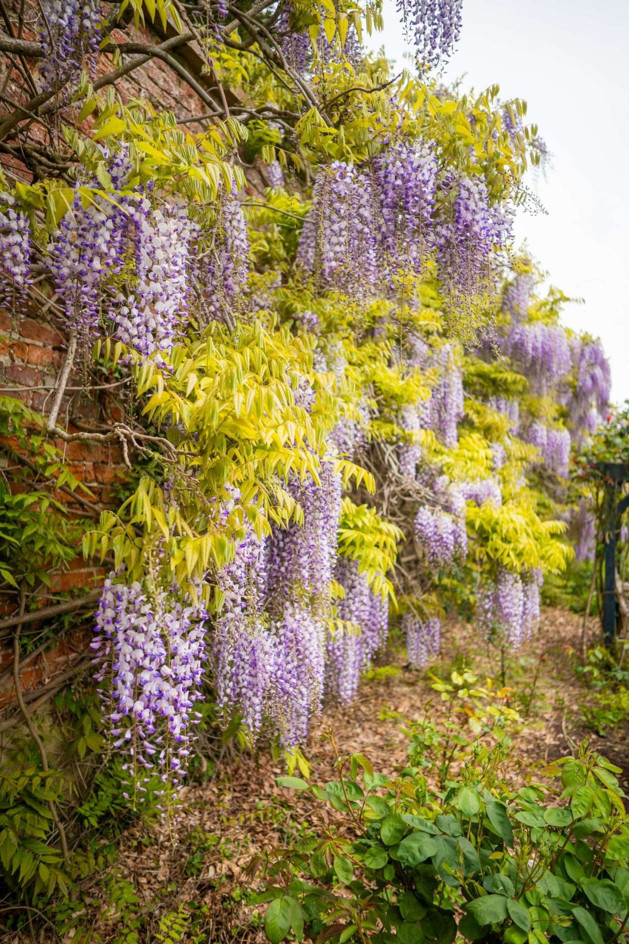 Walled Garden Wisteria