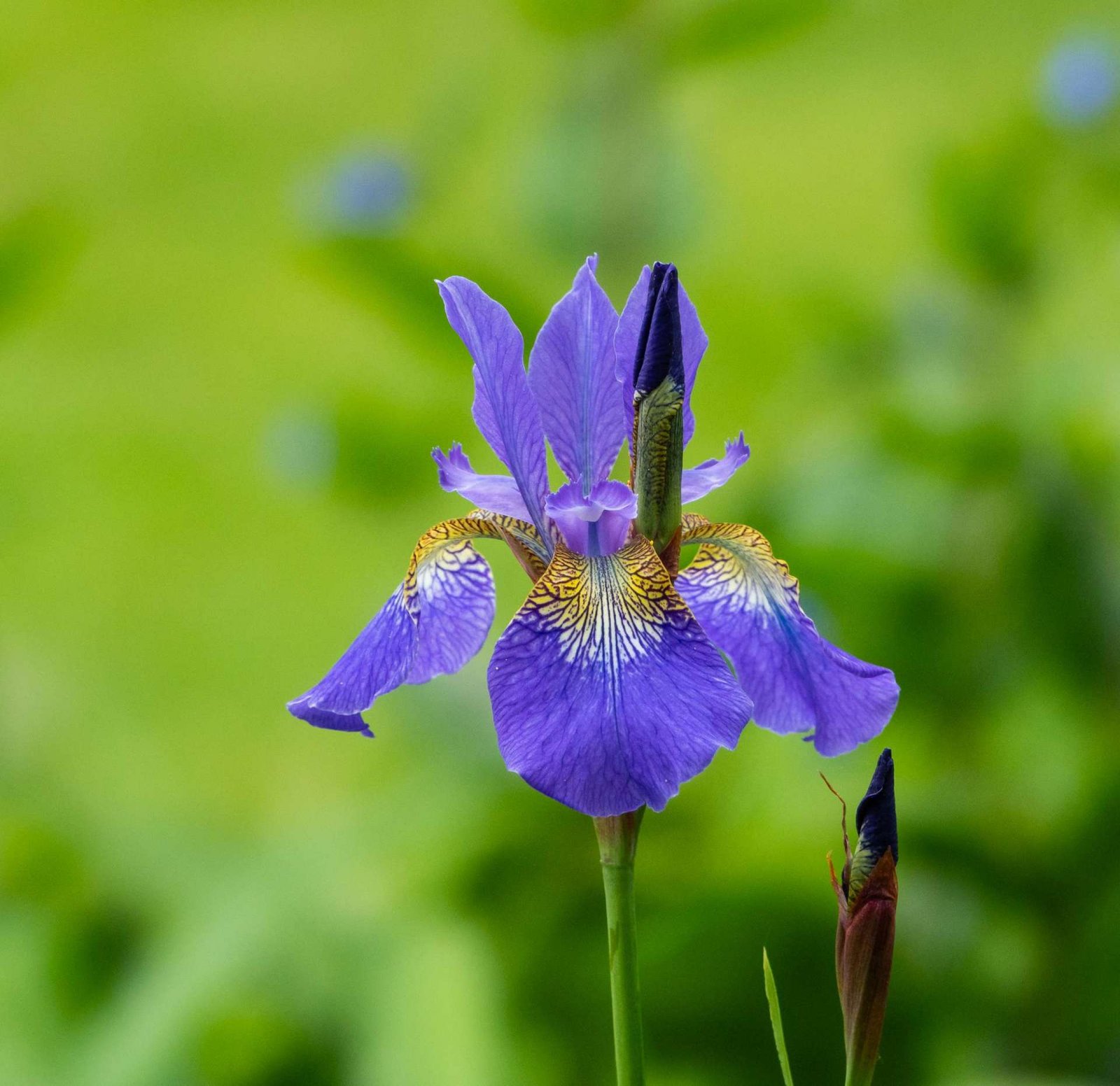 Iris